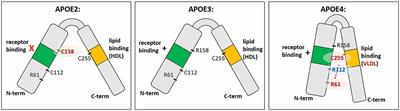 The Role of APOE4 in Disrupting the Homeostatic Functions of Astrocytes and Microglia in Aging and Alzheimer’s Disease